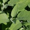 Salvia Plants * | Salvia Officinalis | 9Cm Pot