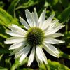 Echinacea Plants * | Echinacea Purpurea Virgin (Pbr) | 2 Litre Pot