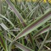 All Ornamental Shrubs * | Phormium Chocomint (Pbr) | 2 Litre Pot