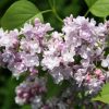 All Ornamental Shrubs * | Syringa Vulgaris Katherine Havemeyer | 3L Pot