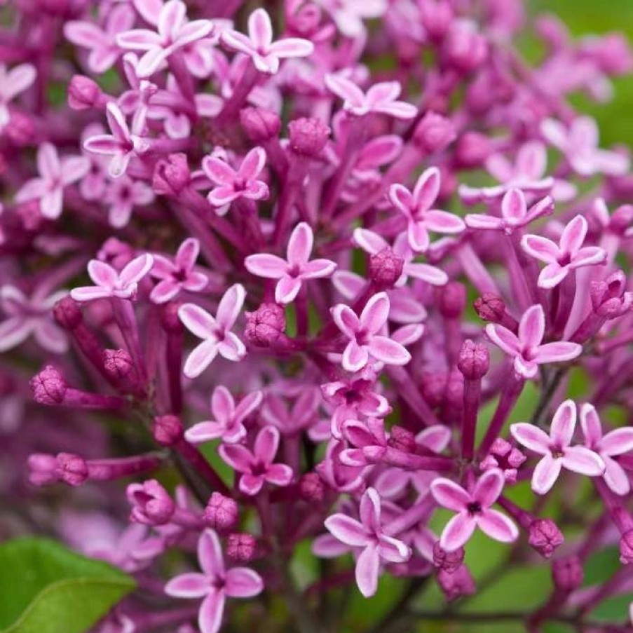 All Ornamental Shrubs * | Syringa Bloomerang Dark Purple ('Smsjbp7') (Pbr) | 3L Pot