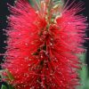 All Ornamental Shrubs * | Callistemon Viminalis Inferno ('Yanferno') (Pbr) | 2L Pot