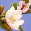 All Ornamental Shrubs * | Magnolia Fairy Magnolia Blush ('Micjur01') (Pbr) | 3L Pot