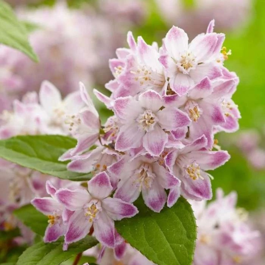 All Ornamental Shrubs * | Deutzia Raspberry Sundae ('Low 18') (Pbr) | 2L Pot