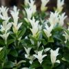 All Ornamental Shrubs * | Euonymus Japonicus Paloma Blanca ('Lankveld03') (Pbr) | 2 Litre Pot