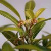 All Ornamental Shrubs * | Sarcococca Hookeriana Var. Humilis Fragrant Valley ('Sarsid3') (Pbr) | 2L Pot